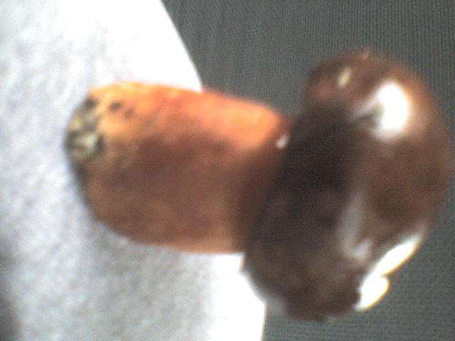grzybek1..............