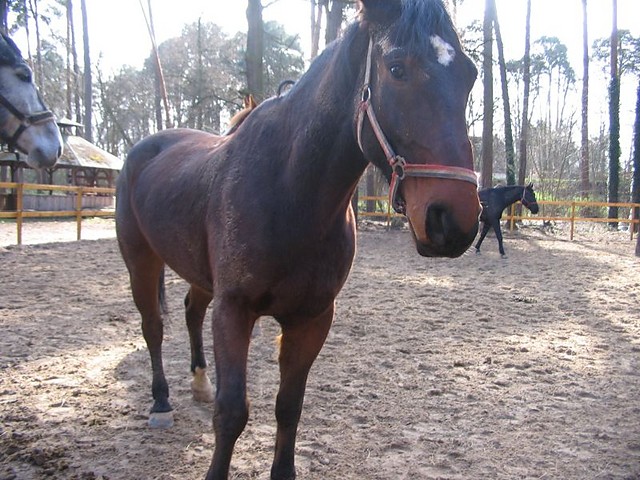 Wpis koniemaster