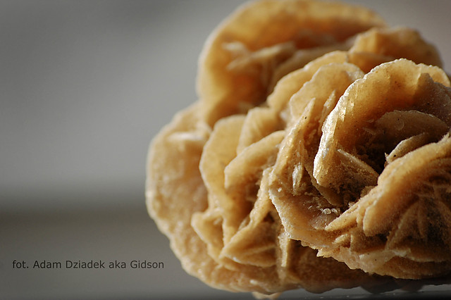 Desert Rose