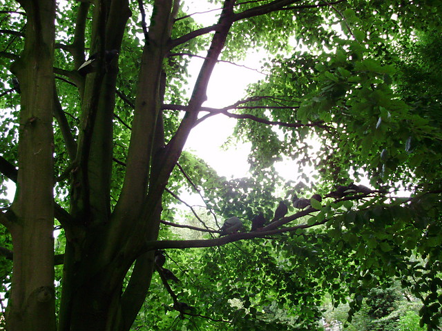 Wpis coronaborealis