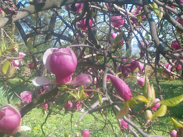 Magnolia