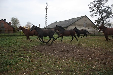 nasze stadko