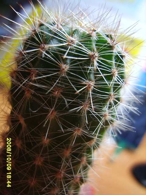 KaktuS.