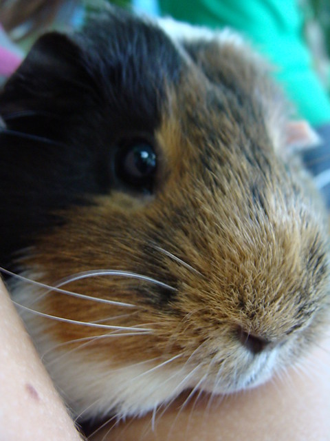 Swinka Morska ^^