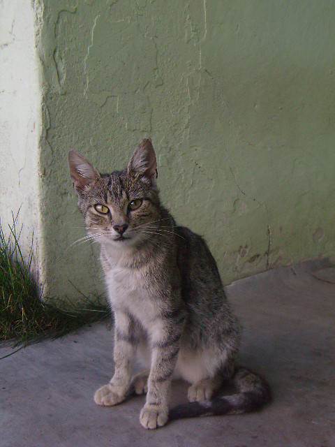 Gatto.