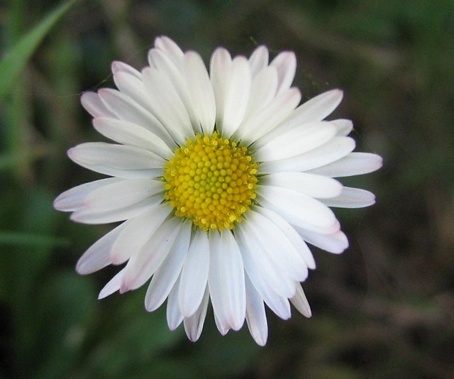 Kwiatek