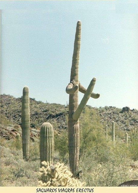 SAGUAROS VIAGRAS ERECTUS