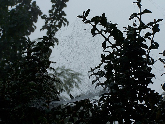 spider's web...