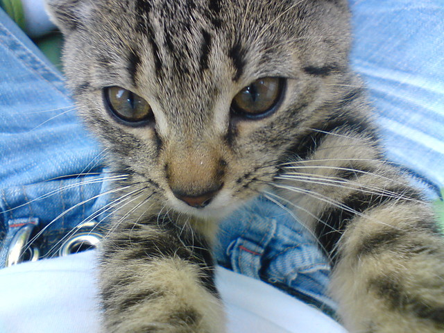 Kyciooo