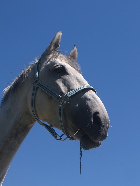Wpis chevaux