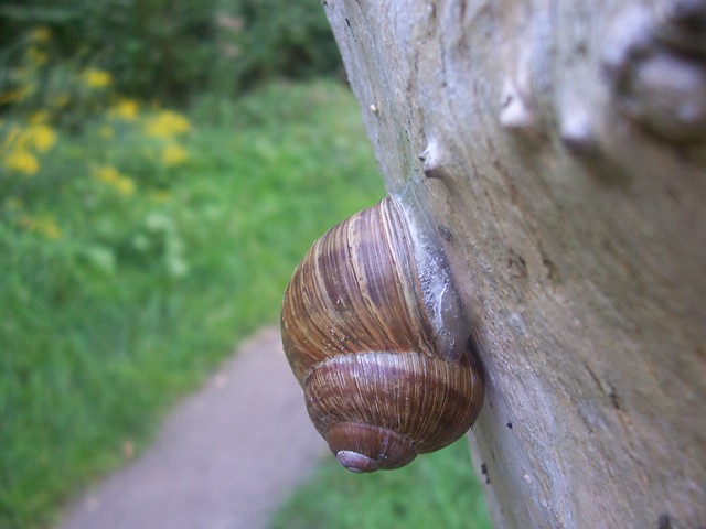 Wpis zooniuss
