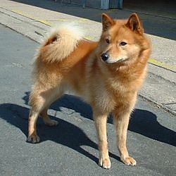 szpic finski