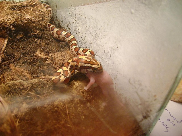 Wpis napierdalator