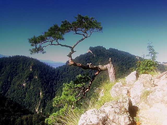 Wpis pinesssia
