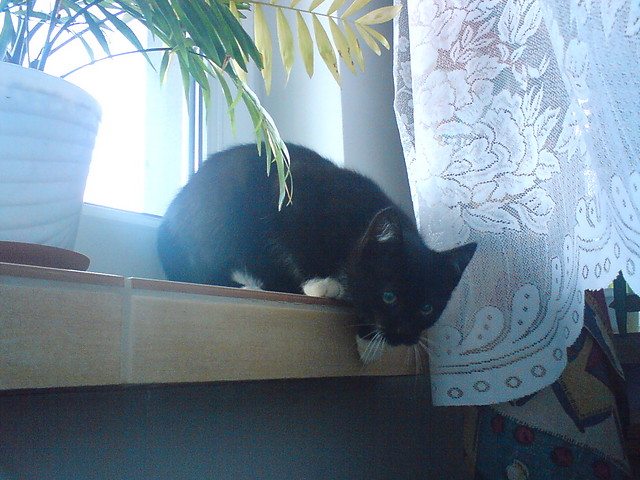 My Catz