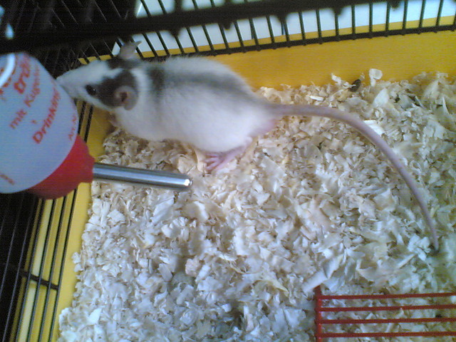 Wpis amka95