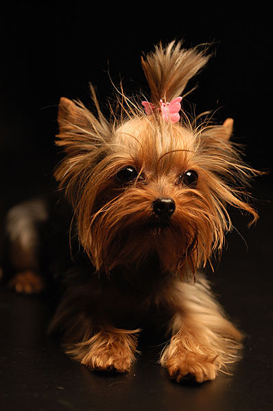 YORKI
