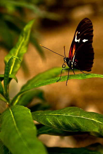 Motyl...