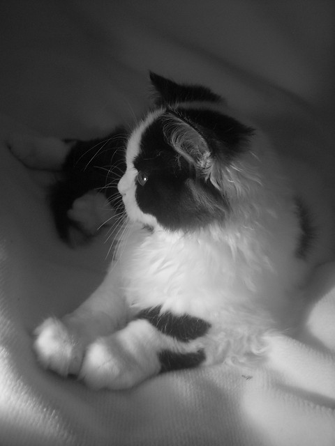 Kihu.