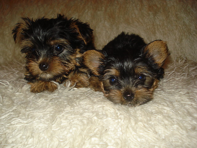 Yorki
