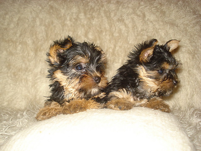 Yorki