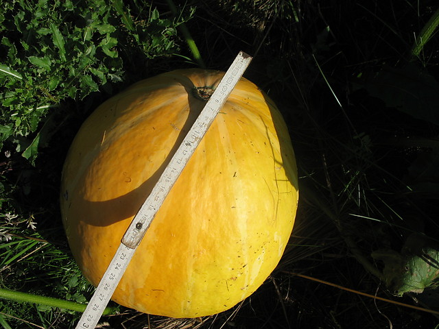 DUZA DYNIA NA HALLOWEEN