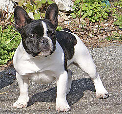 buldog francuski