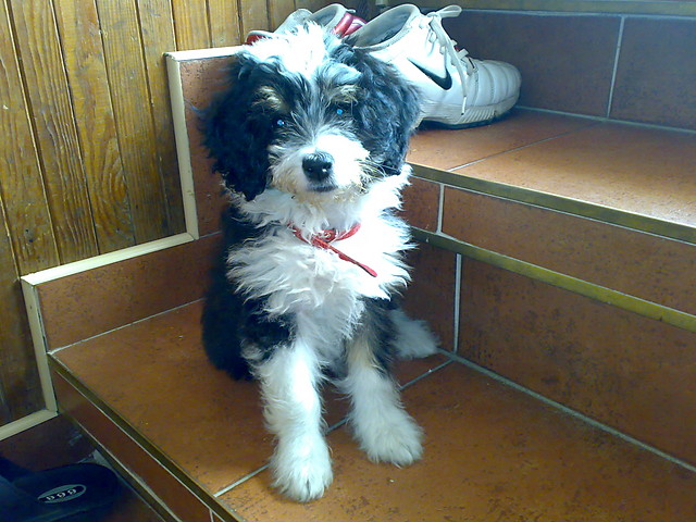 Sunia