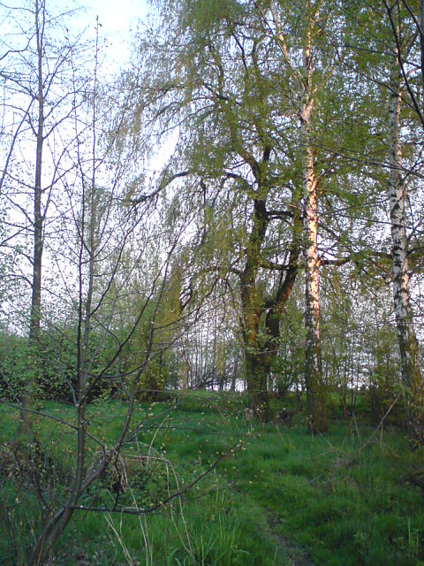 przy j. Goczakowickim