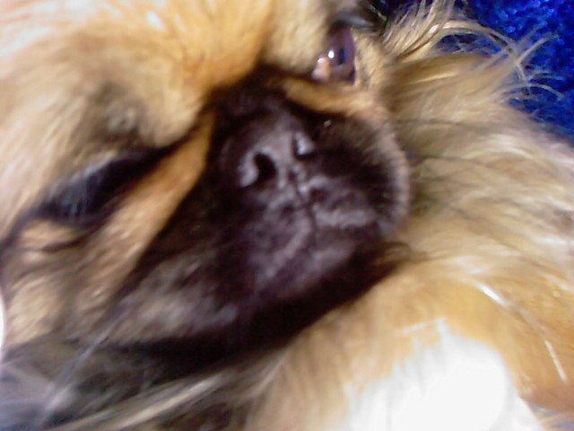 Wpis pekinczyk2011