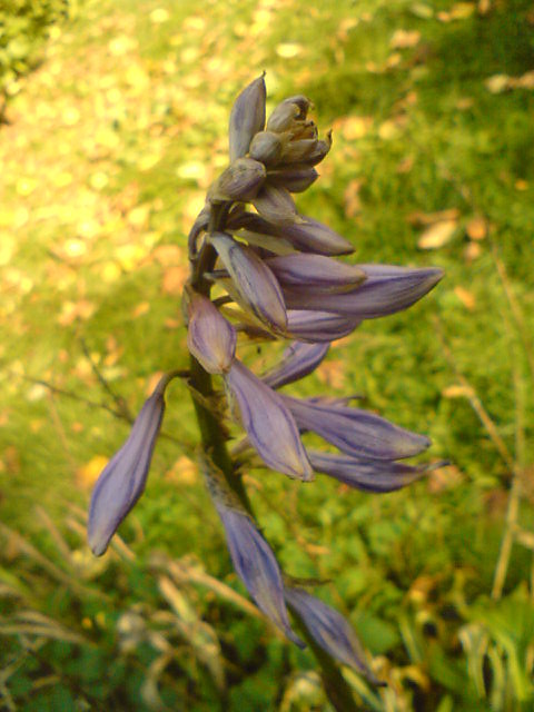 Wpis bernadka995