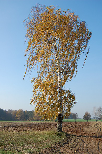 Wpis szeroko