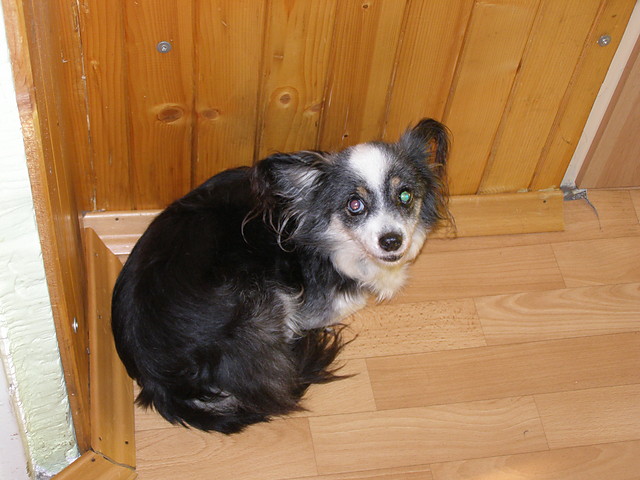moj piesio