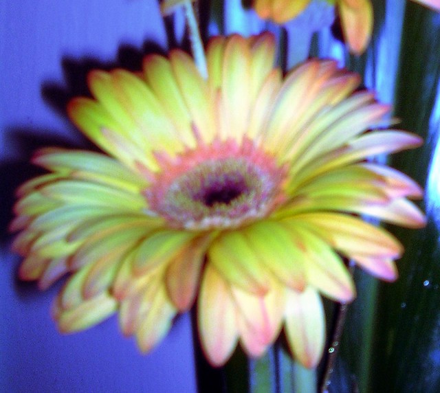 Wpis daffodil