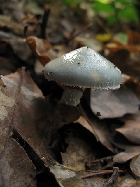 z grzybobrania...