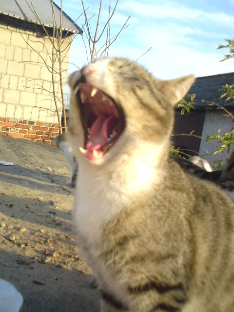 zieeeeeew