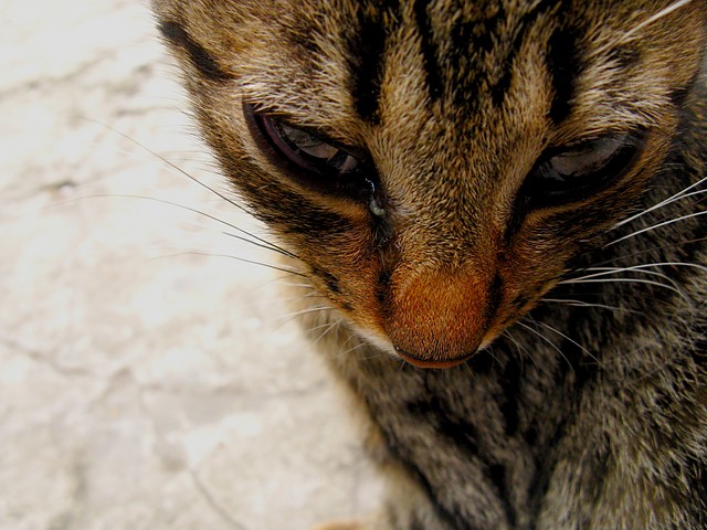 kiciu...