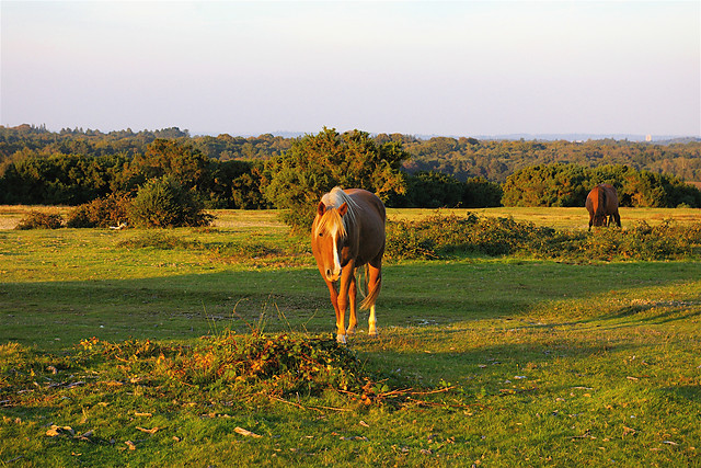konik :P