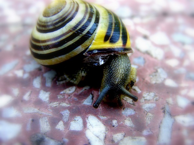 Wpis xxxadusia