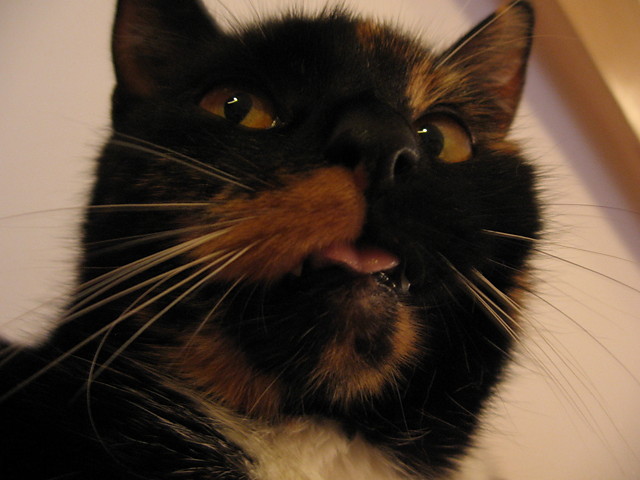 Meine Katze. 