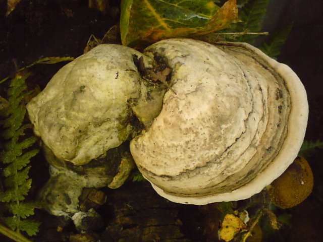 Wpis bernadka995
