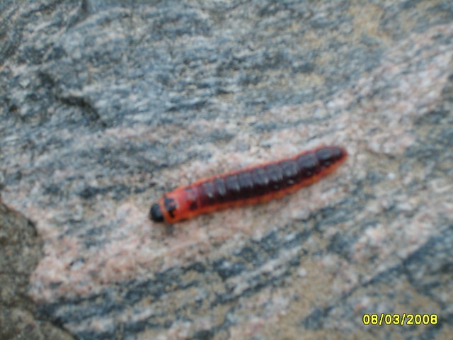 Larwa