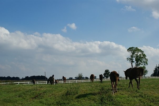 Januszewo 