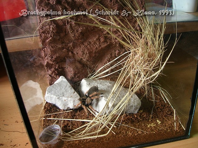 Brachypelma boehmei
