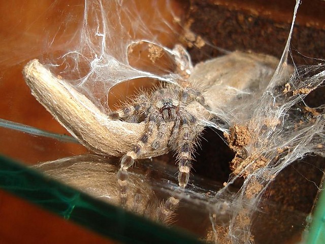 Poecilotheria regalis