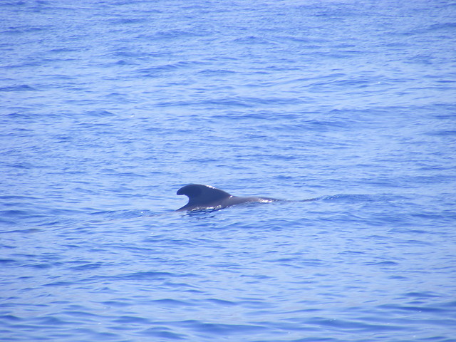 Delfinek.:)