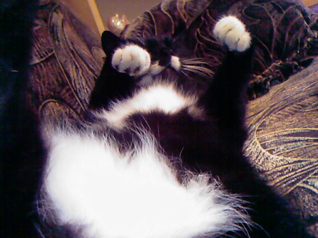 Wpis powerkiciuchcat