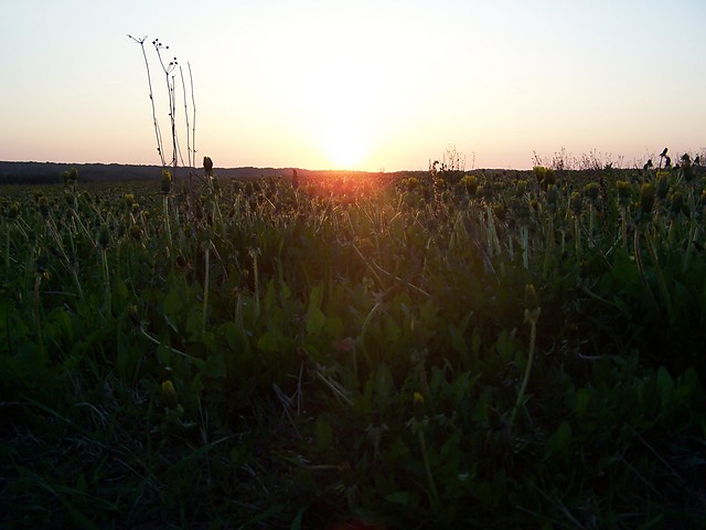 Wpis hybrydka