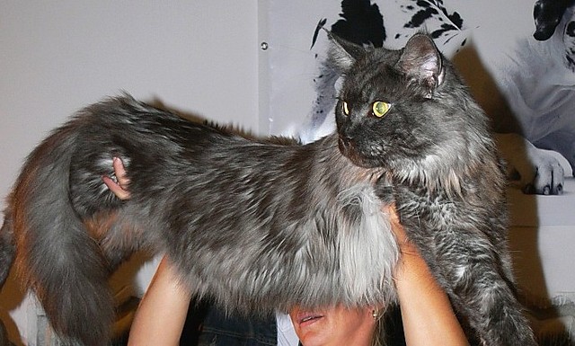 Ares