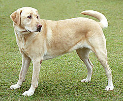 golden retriver